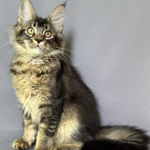 Camilla Maine Coon