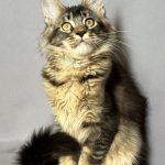 Camilla-female-maine-Coon-cat-puppy-for-sale-1 (2)