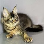Camilla-female-maine-Coon-cat-puppy-for-sale-1 (3)