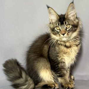 Camilla Maine Coon