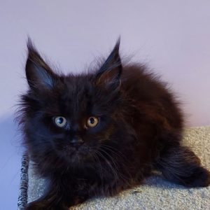 Chloe Maine Coon