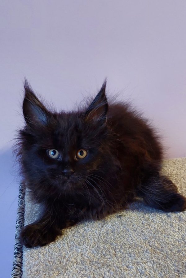 Chloe Maine Coon