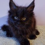 Elmer Maine Coon