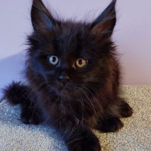 Chloe Maine Coon