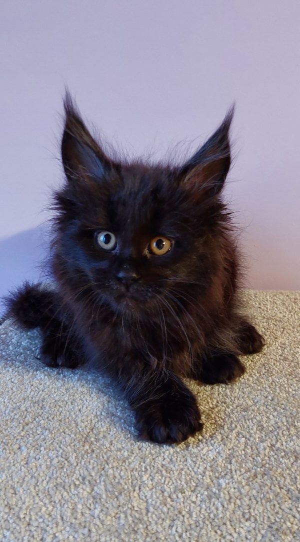 Chloe Maine Coon
