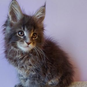 Conor Maine Coon