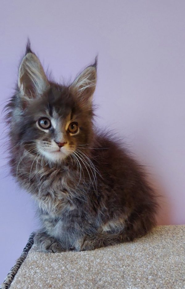 Conor Maine Coon