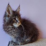 Conor-male-maine-Coon-cat-puppy-for-sale-1 (2)