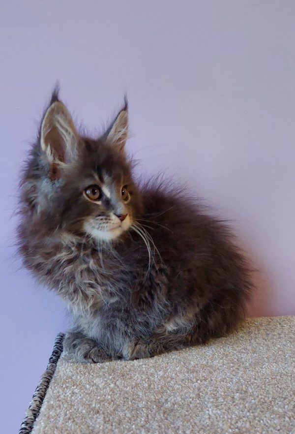 Conor Maine Coon