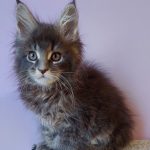 Conor-male-maine-Coon-cat-puppy-for-sale-1 (3)