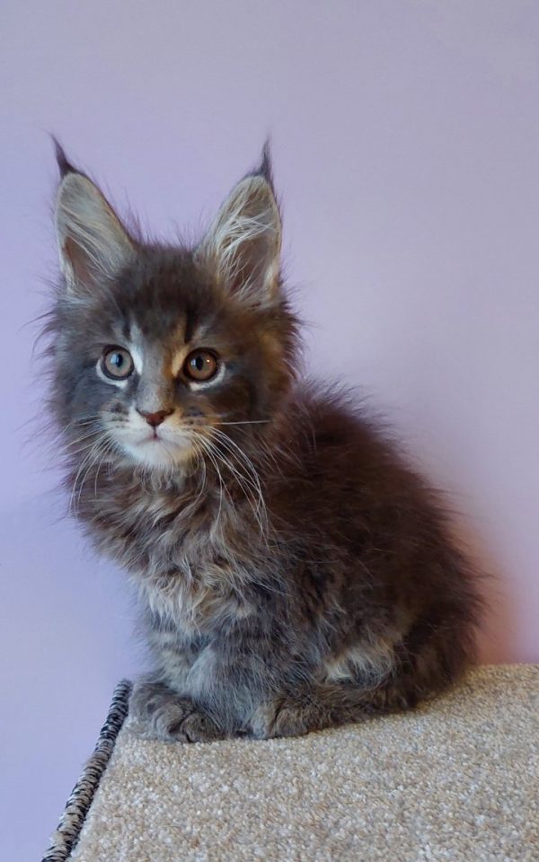 Conor Maine Coon