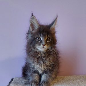 Conor Maine Coon
