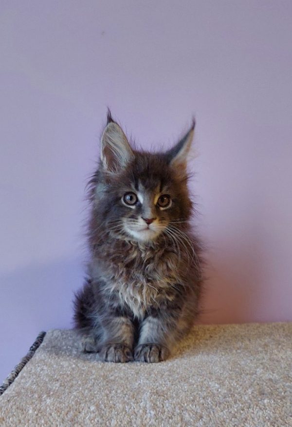 Conor Maine Coon