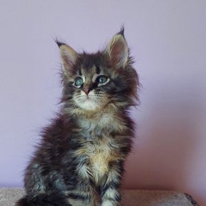 Eleonora Maine Coon