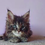 Eleonora-female-maine-Coon-cat-puppy-for-sale-1 (2)