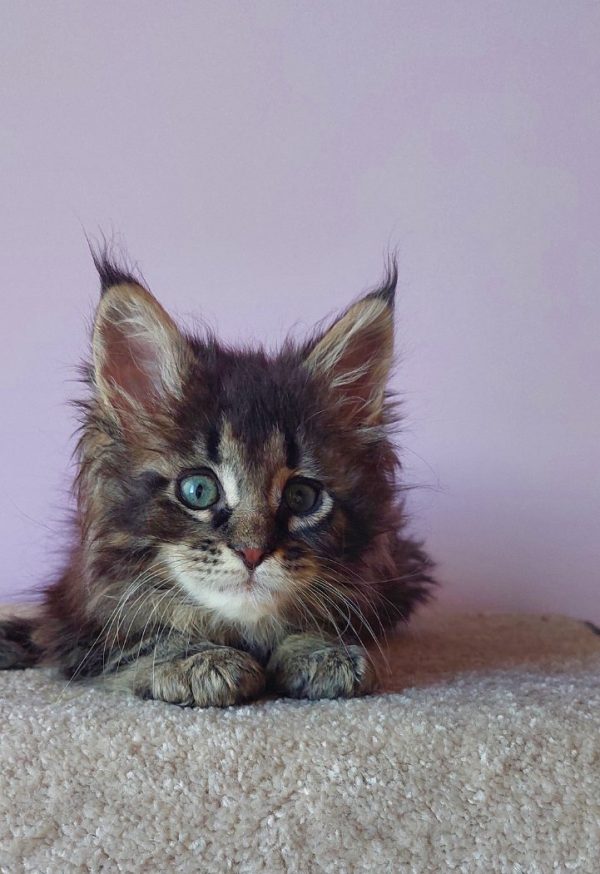 Eleonora Maine Coon