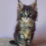 Fima Maine Coon