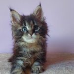 Eleonora-female-maine-Coon-cat-puppy-for-sale-1 (4)