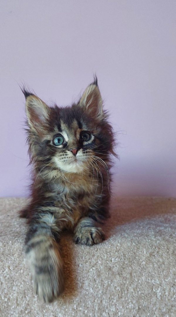 Eleonora Maine Coon