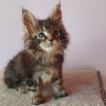 Elmer-male-maine-Coon-cat-puppy-for-sale-1 (1)