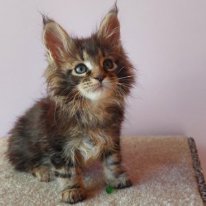 Elmer Maine Coon
