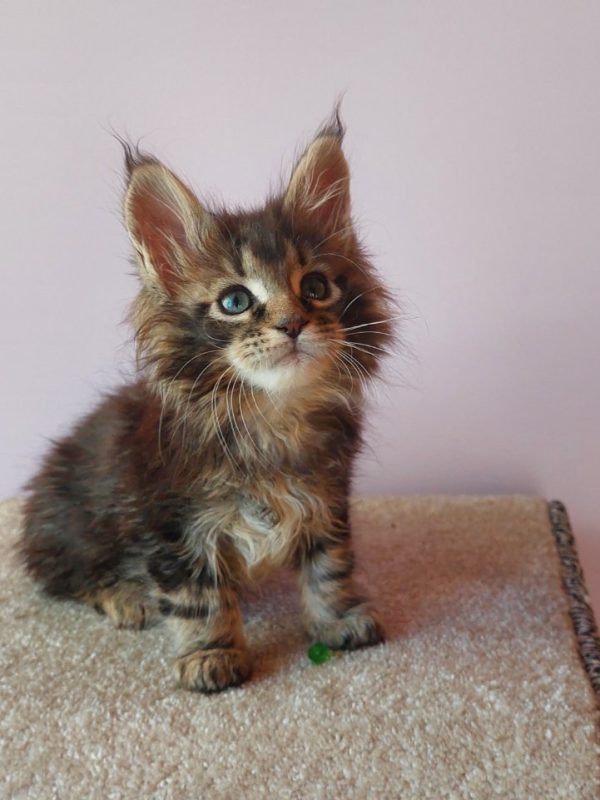 Elmer Maine Coon