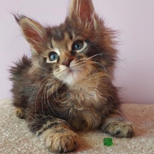 Elmer Maine Coon