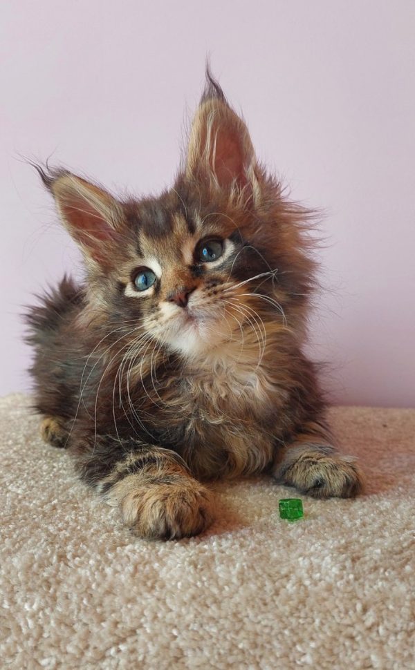Elmer Maine Coon
