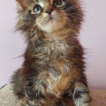 Elmer-male-maine-Coon-cat-puppy-for-sale-1 (3)