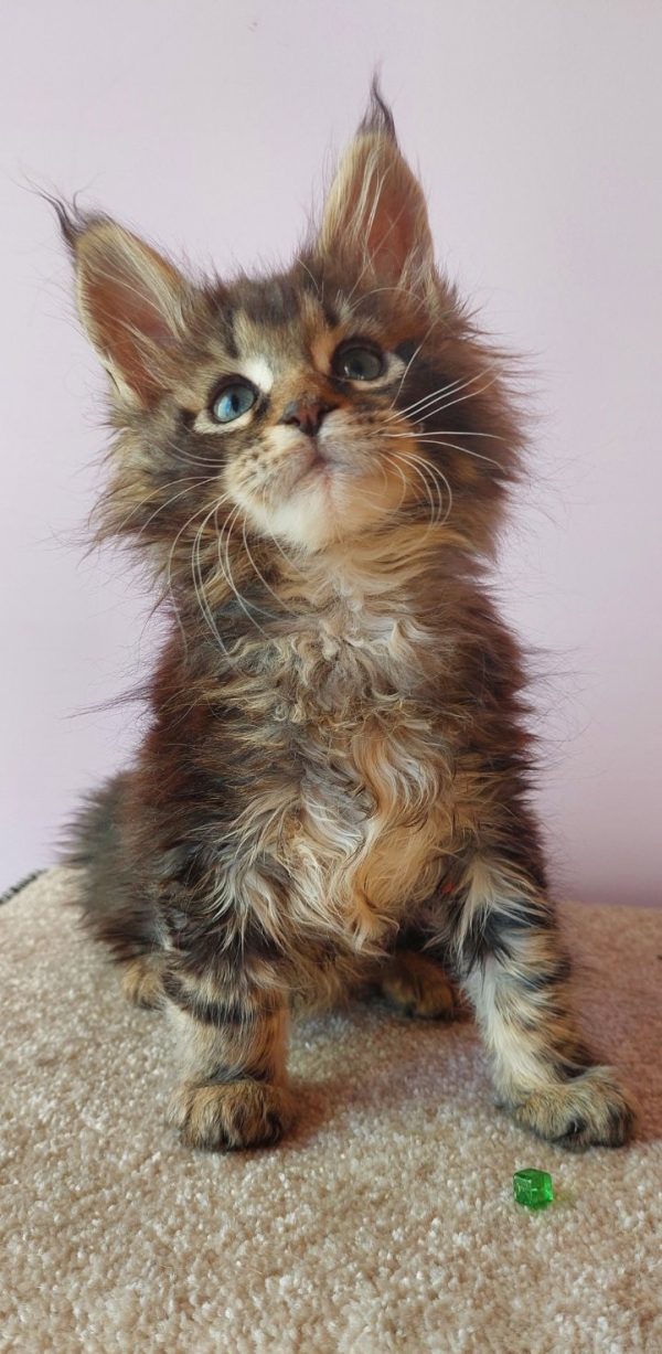 Elmer Maine Coon