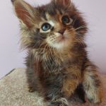 Elmer-male-maine-Coon-cat-puppy-for-sale-1 (4)