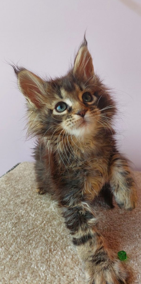 Elmer Maine Coon