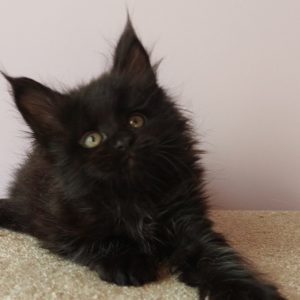 Fedora Maine Coon