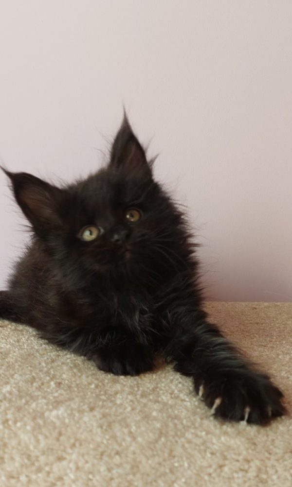 Fedora Maine Coon