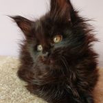 Fedora-female-maine-Coon-cat-puppy-for-sale-1 (2)