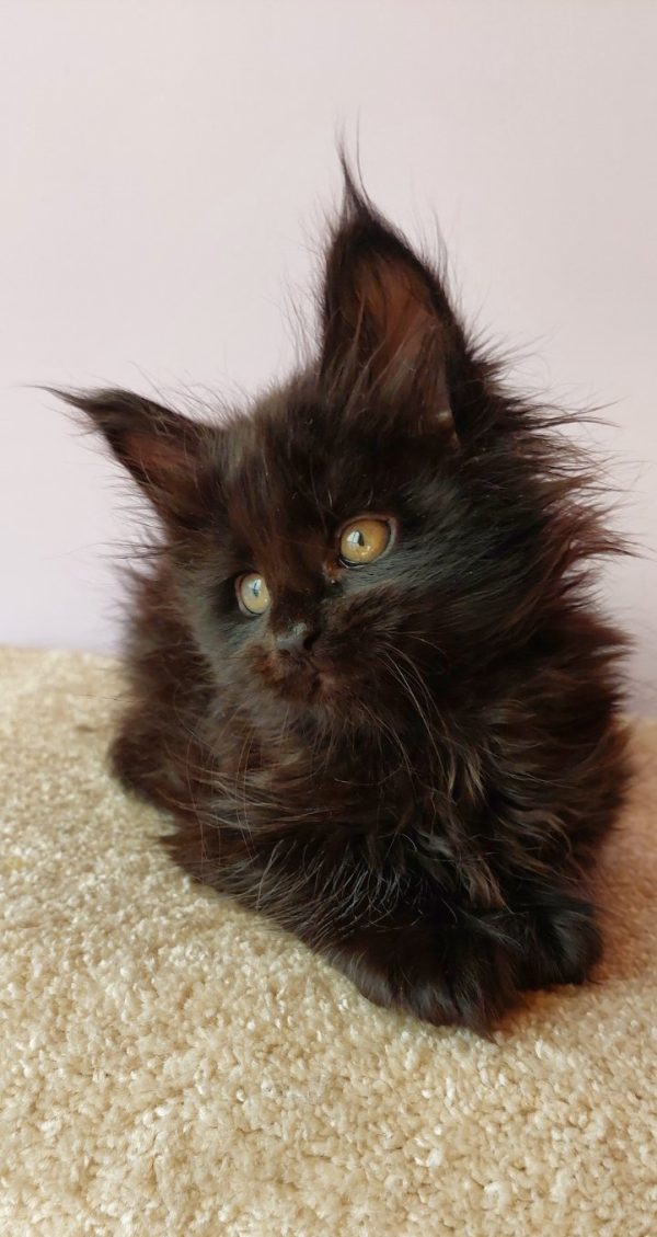 Fedora Maine Coon