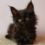 Fima Maine Coon