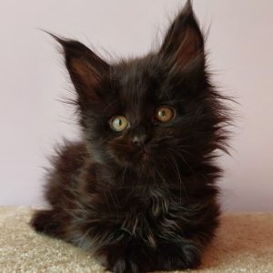 Fedora Maine Coon