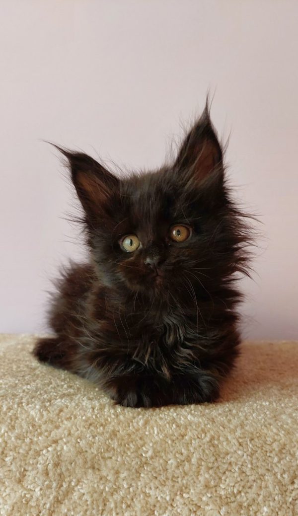 Fedora Maine Coon