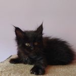 Fedora-female-maine-Coon-cat-puppy-for-sale-1 (4)