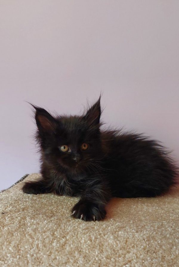 Fedora Maine Coon