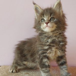 Fima Maine Coon