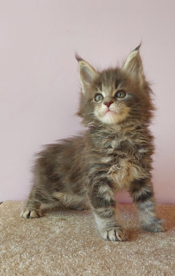 Fima Maine Coon