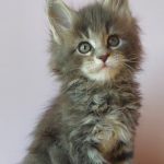 Fima-male-maine-Coon-cat-puppy-for-sale-3 (2)