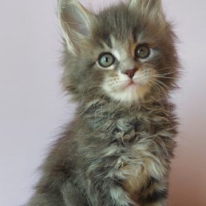 Fima Maine Coon