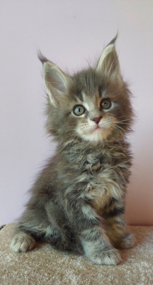 Fima Maine Coon