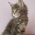 Fima-male-maine-Coon-cat-puppy-for-sale-3 (3)