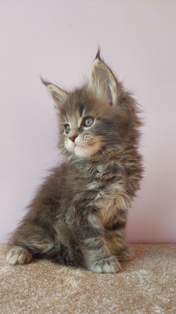 Fima Maine Coon