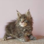 Fima-male-maine-Coon-cat-puppy-for-sale-3 (4)