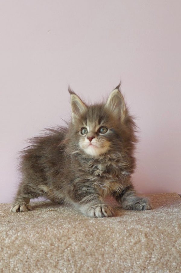 Fima Maine Coon